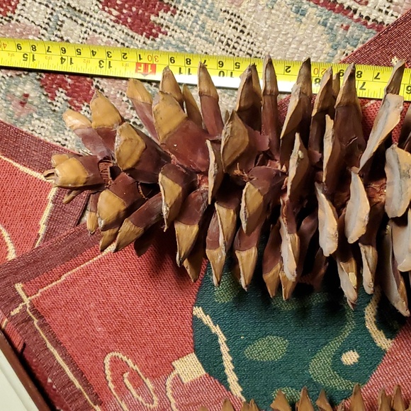 💥SOLD OUT💥Huge Authentic Sugar Pinecones 13to14inches Long - Picture 6 of 11